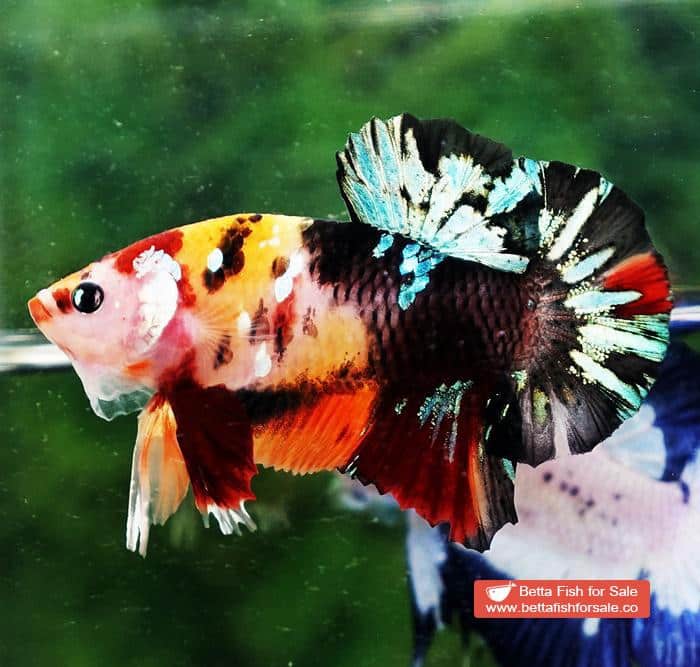 Betta fish HMPK Candy Tiger Yellow Base - Image 5