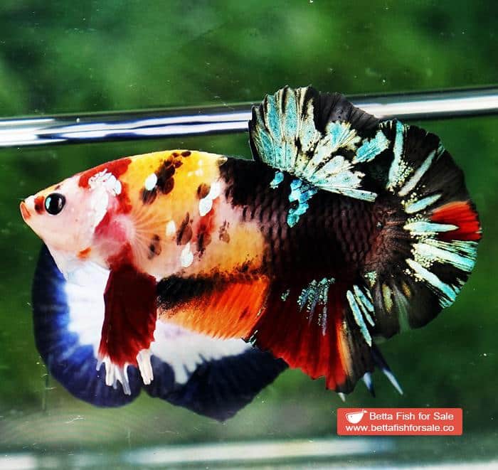Betta fish HMPK Candy Tiger Yellow Base - Image 3