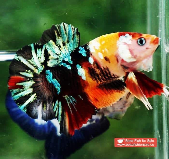 Betta fish HMPK Candy Tiger Yellow Base - Image 2