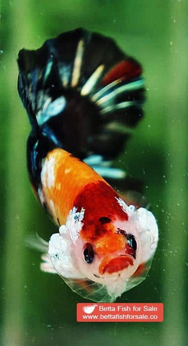 Betta fish HMPK Candy Tiger Yellow Base - Image 6
