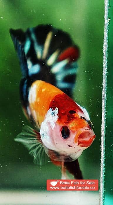 Betta fish HMPK Candy Tiger Yellow Base - Image 7