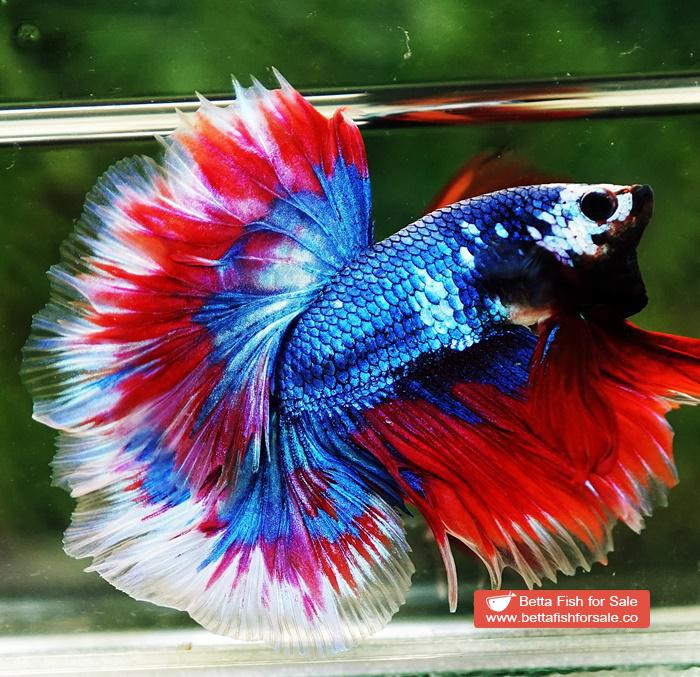 Betta fish OHM Fancy Captain America Rose tail - Image 5