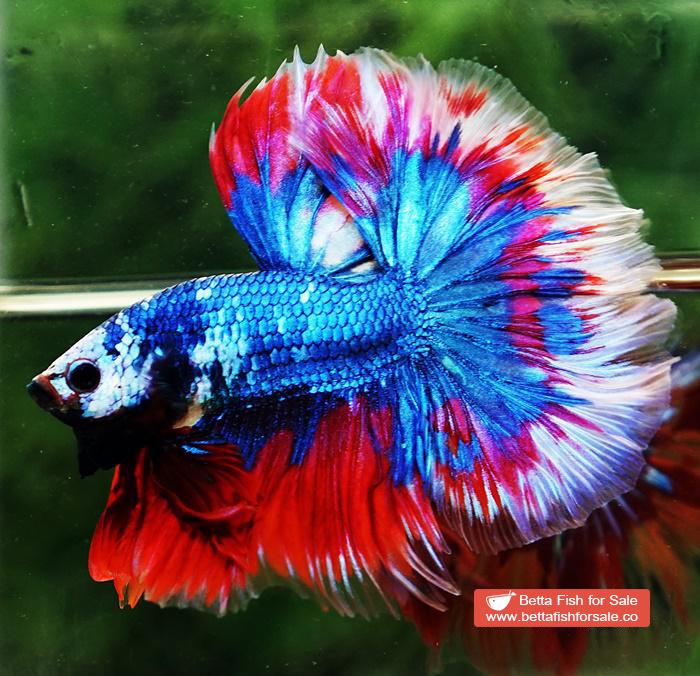 Betta fish OHM Fancy Captain America Rose tail - Image 2