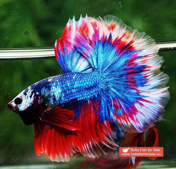 Betta fish OHM Fancy Captain America Rose tail - Image 4
