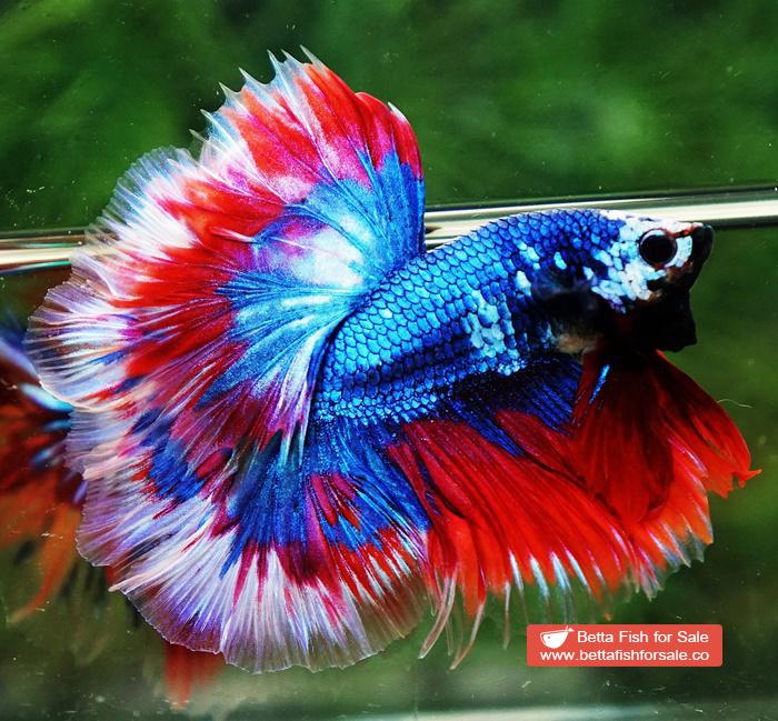 Betta fish OHM Fancy Captain America Rose tail - Image 3