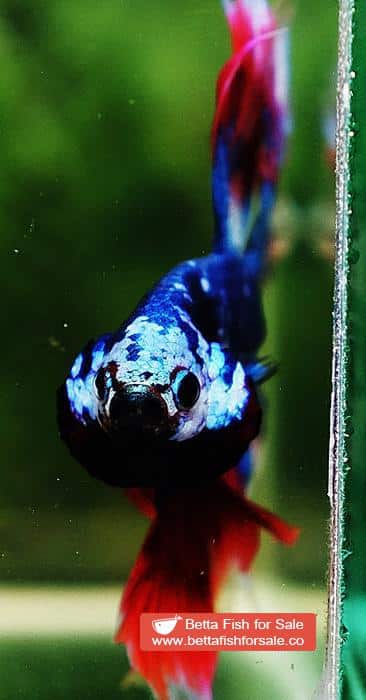 Betta fish OHM Fancy Captain America Rose tail - Image 6