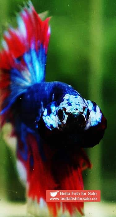 Betta fish OHM Fancy Captain America Rose tail - Image 7