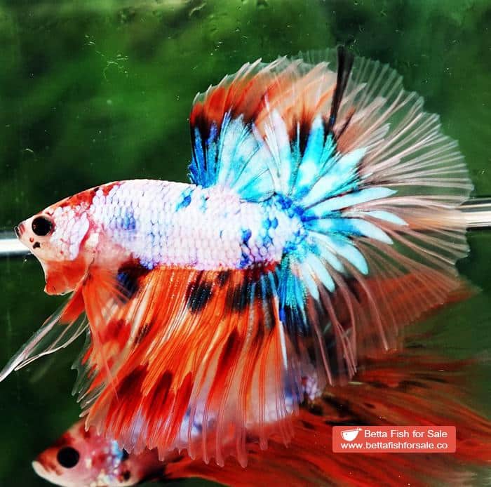 Betta fish OHM Candy Nemo Star Tail Hawk - Image 2