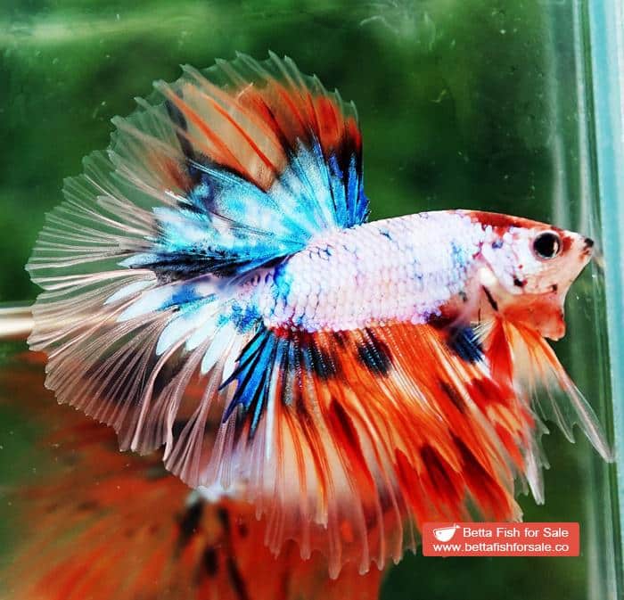 Betta fish OHM Candy Nemo Star Tail Hawk - Image 3