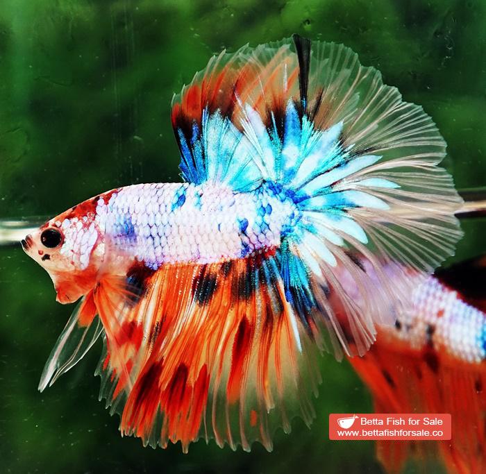 Betta fish OHM Candy Nemo Star Tail Hawk - Image 4