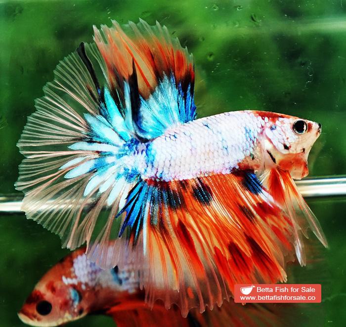 Betta fish OHM Candy Nemo Star Tail Hawk - Image 5