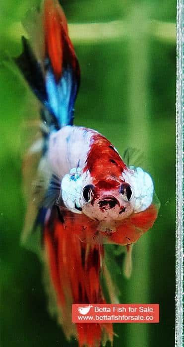 Betta fish OHM Candy Nemo Star Tail Hawk - Image 6