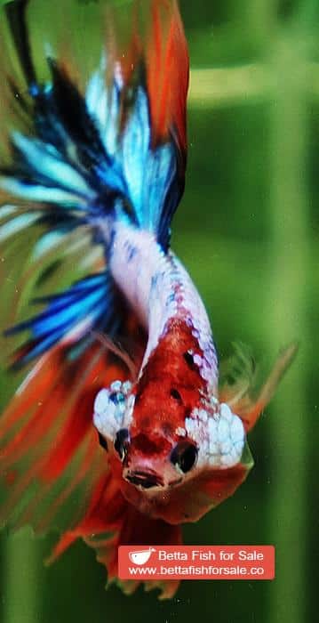 Betta fish OHM Candy Nemo Star Tail Hawk - Image 7