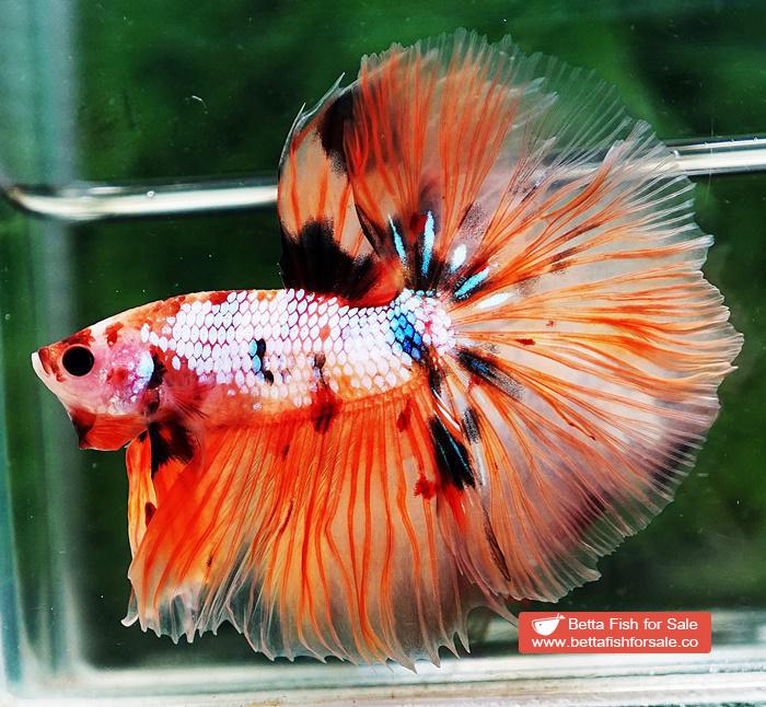 Betta fish OHM The Nemo Tiger - Image 5