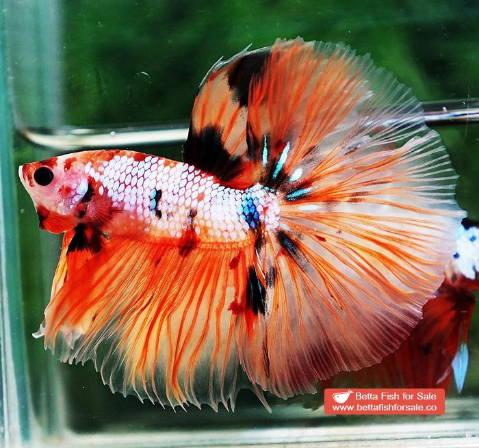 Betta fish OHM The Nemo Tiger - Image 3