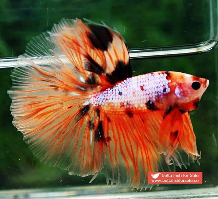 Betta fish OHM The Nemo Tiger - Image 4