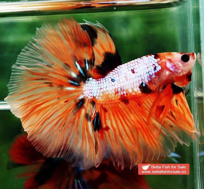 Betta fish OHM The Nemo Tiger - Image 2