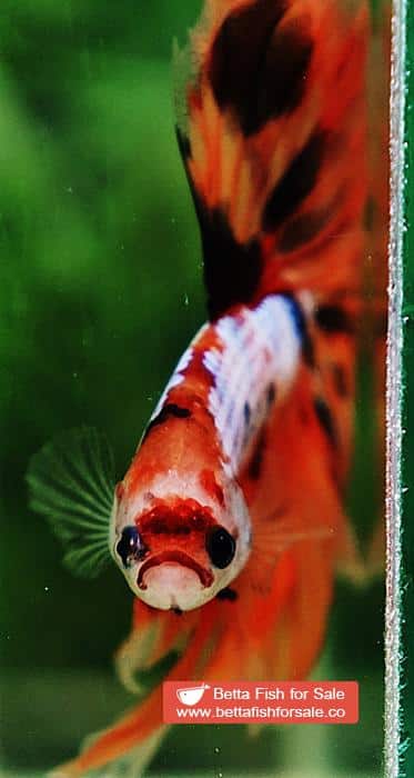 Betta fish OHM The Nemo Tiger - Image 6