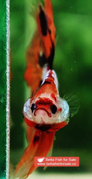 Betta fish OHM The Nemo Tiger - Image 7