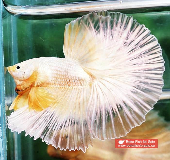 Betta fish OHM Super Gold Butterfly Sky Hawk - Image 6