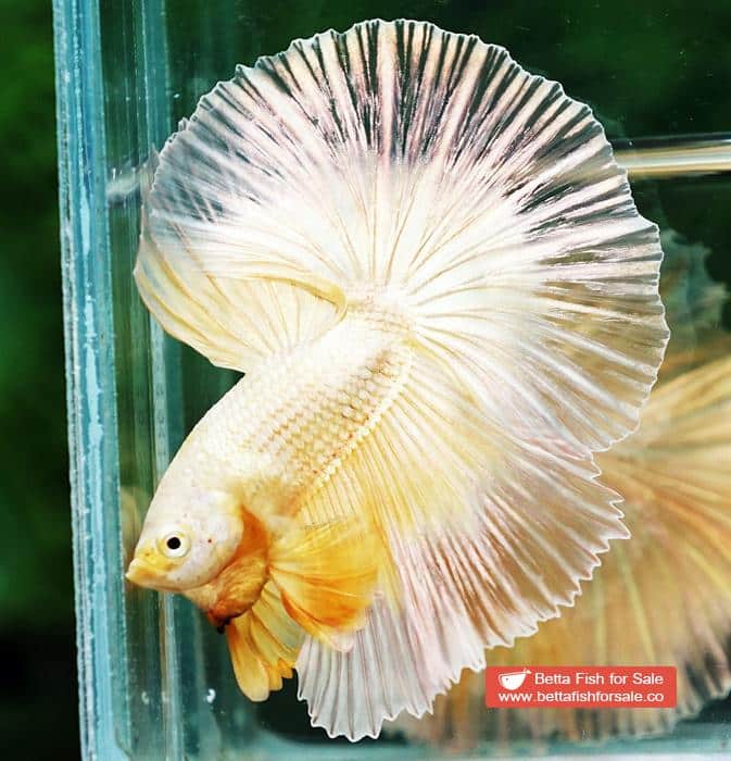Betta fish OHM Super Gold Butterfly Sky Hawk - Image 2