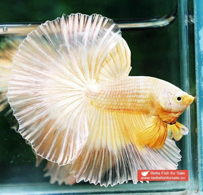 Betta fish OHM Super Gold Butterfly Sky Hawk - Image 3