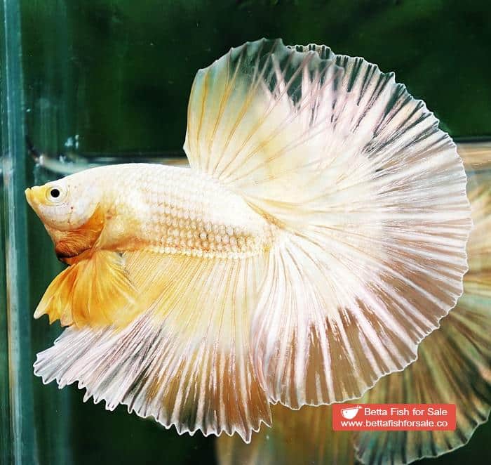 Betta fish OHM Super Gold Butterfly Sky Hawk - Image 4