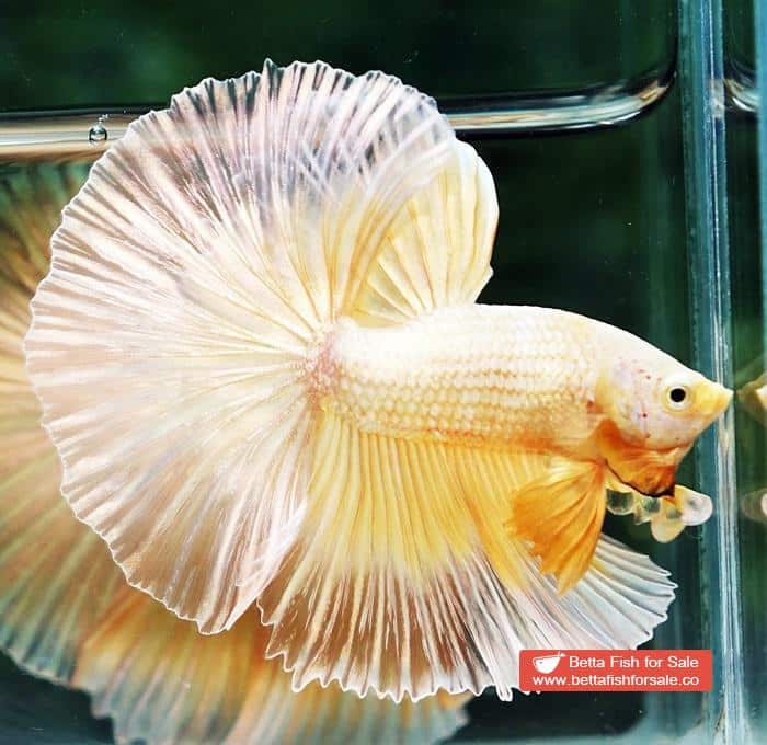 Betta fish OHM Super Gold Butterfly Sky Hawk - Image 5