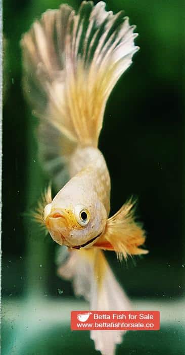 Betta fish OHM Super Gold Butterfly Sky Hawk - Image 7