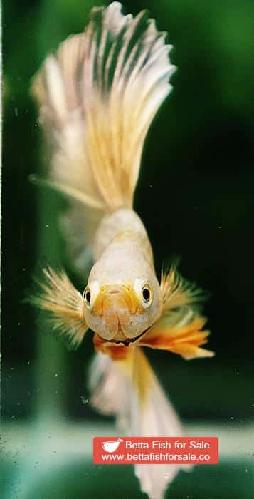 Betta fish OHM Super Gold Butterfly Sky Hawk - Image 8