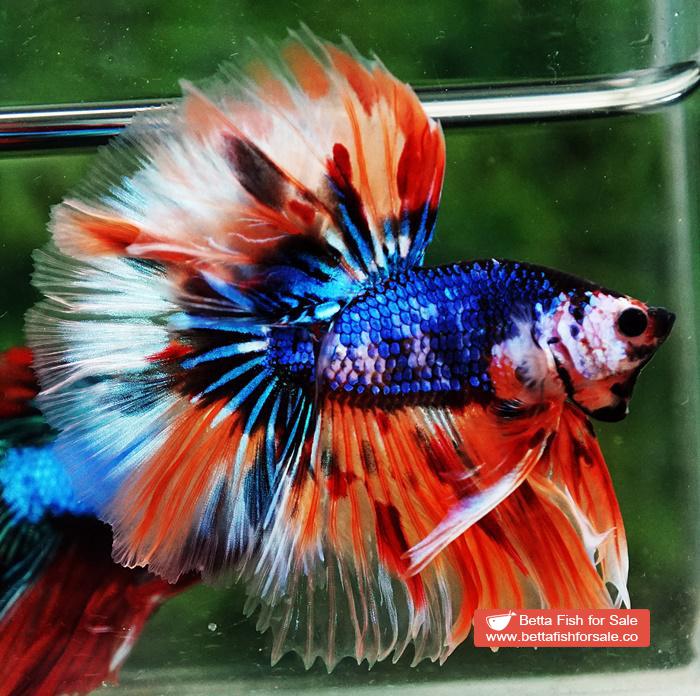 Betta fish OHM Blue Monster On Fire Sky Hawk - Image 3