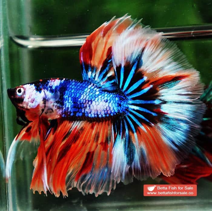 Betta fish OHM Blue Monster On Fire Sky Hawk - Image 4
