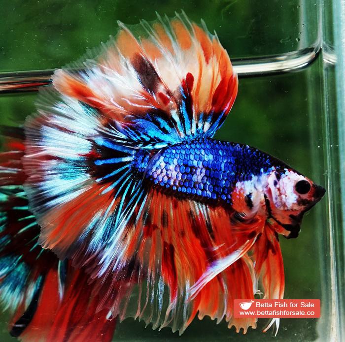 Betta fish OHM Blue Monster On Fire Sky Hawk - Image 5