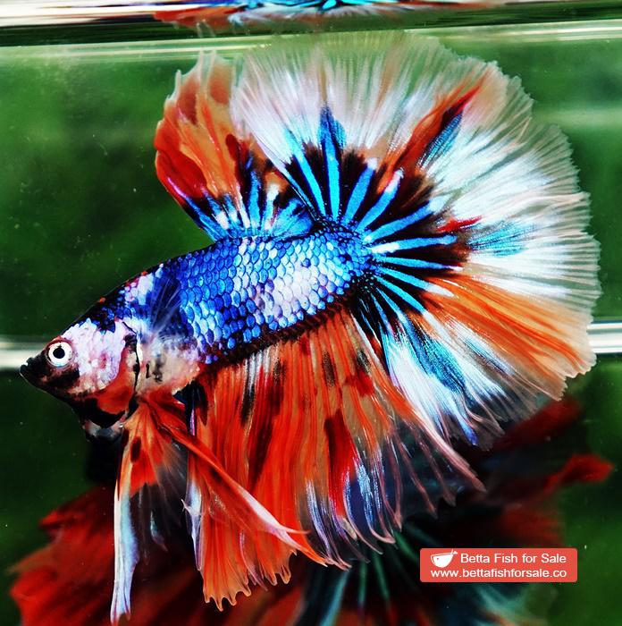 Betta fish OHM Blue Monster On Fire Sky Hawk - Image 6