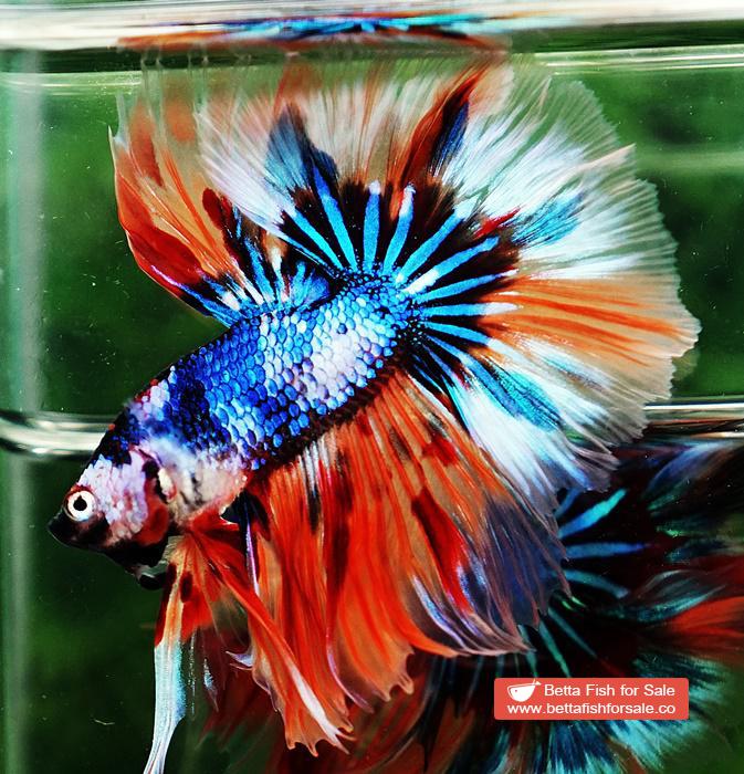 Betta fish OHM Blue Monster On Fire Sky Hawk - Image 2