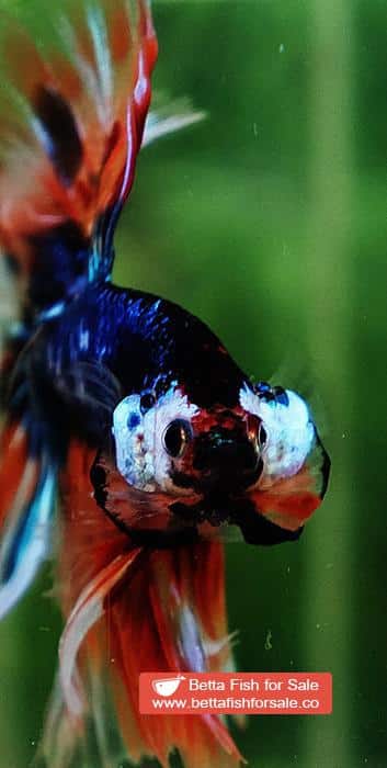 Betta fish OHM Blue Monster On Fire Sky Hawk - Image 7