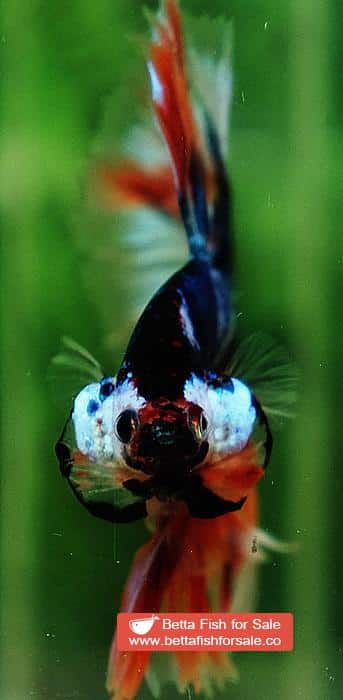 Betta fish OHM Blue Monster On Fire Sky Hawk - Image 8