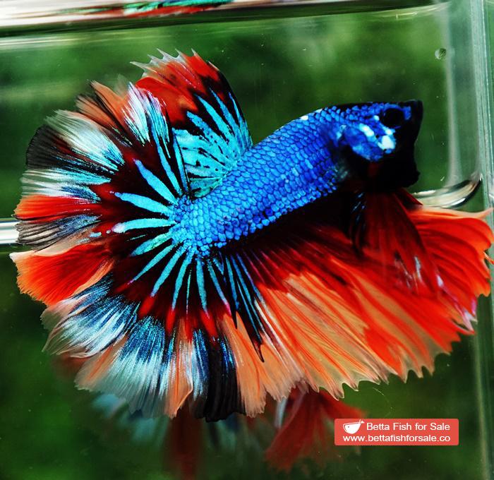 Betta fish OHM Blue Fire Blaze Burn Rosetail - Image 2