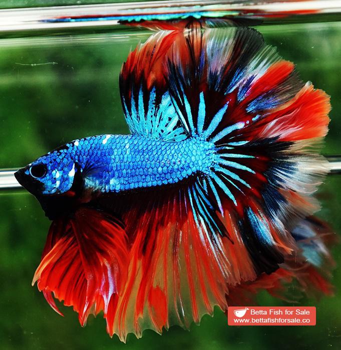 Betta fish OHM Blue Fire Blaze Burn Rosetail - Image 6