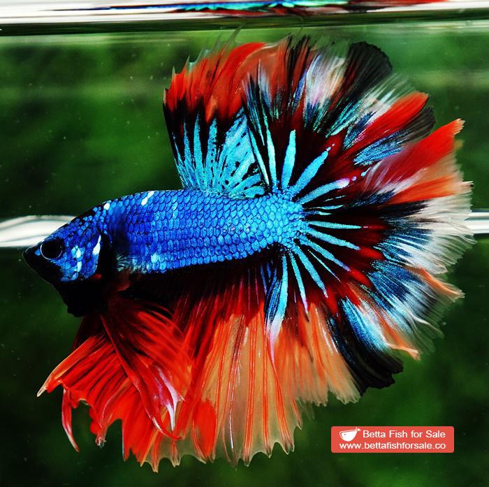 Betta fish OHM Blue Fire Blaze Burn Rosetail - Image 5