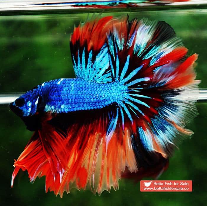Betta fish OHM Blue Fire Blaze Burn Rosetail - Image 3
