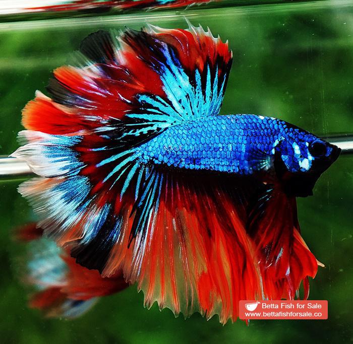 Betta fish OHM Blue Fire Blaze Burn Rosetail - Image 4