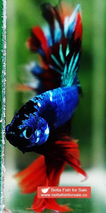 Betta fish OHM Blue Fire Blaze Burn Rosetail - Image 7