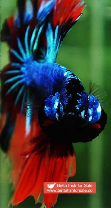 Betta fish OHM Blue Fire Blaze Burn Rosetail - Image 8