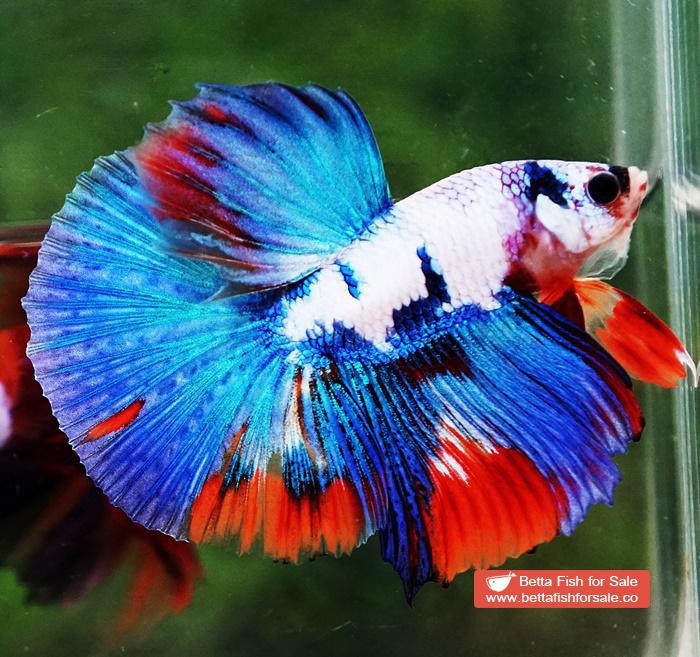 Betta fish HM Magical Orange Blue Marble Black glasses - Image 3