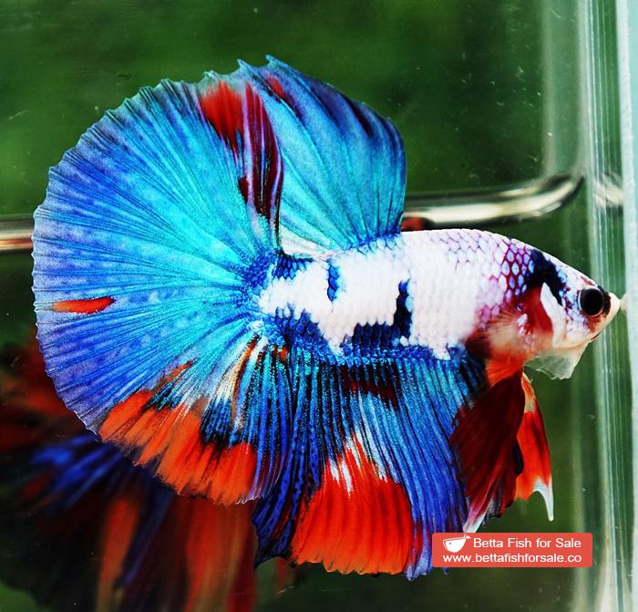 Betta fish HM Magical Orange Blue Marble Black glasses - Image 5