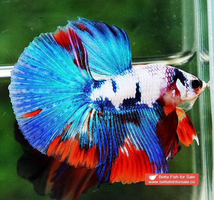 Betta fish HM Magical Orange Blue Marble Black glasses - Image 7