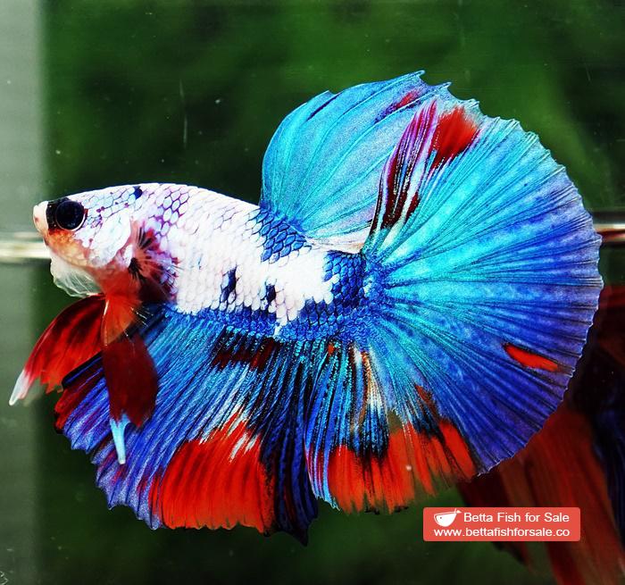Betta fish HM Magical Orange Blue Marble Black glasses - Image 4
