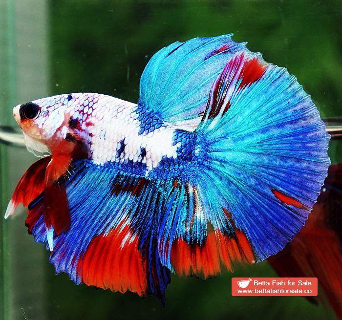 Betta fish HM Magical Orange Blue Marble Black glasses - Image 2