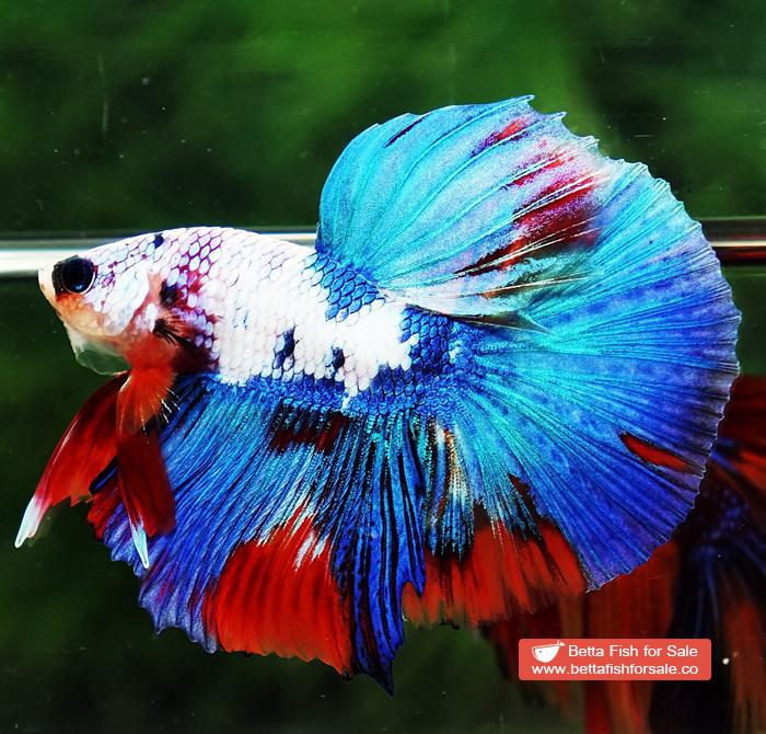 Betta fish HM Magical Orange Blue Marble Black glasses - Image 6